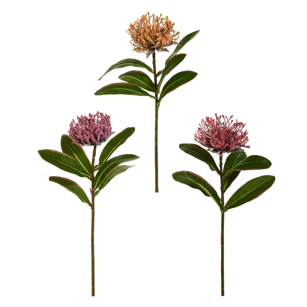 Protea Stem