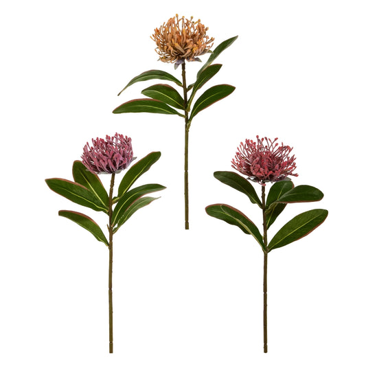 Protea Stem