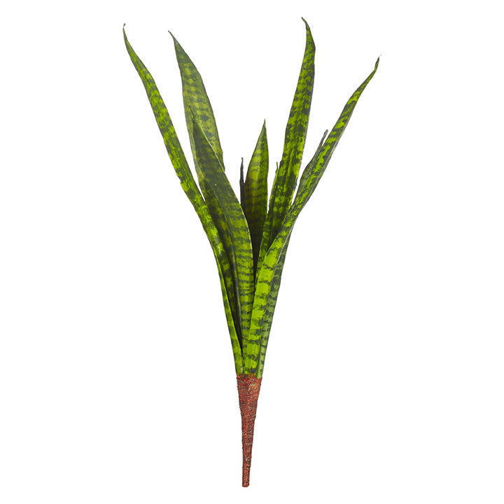 Snake Plant Stem 13inch