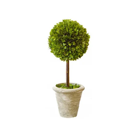 Boxwood Topiary